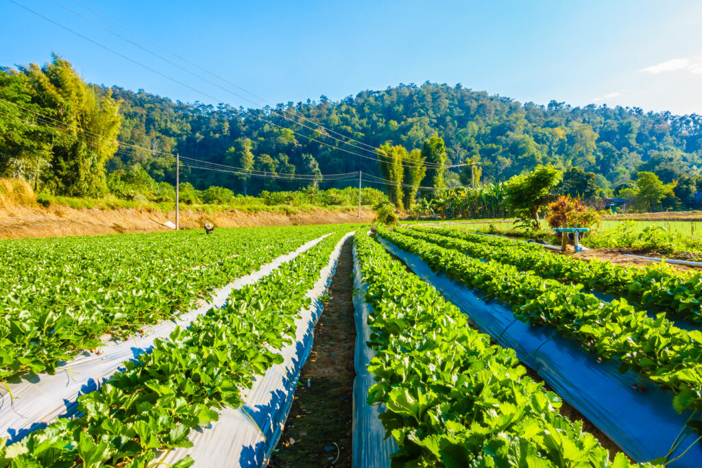 Advantages of Practicing Mixed Farming
